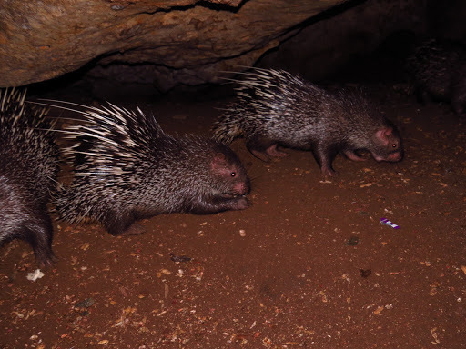 Sunda Porcupine