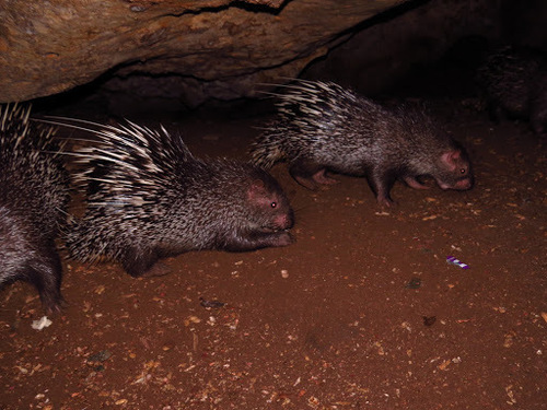 Hystrix javanica