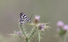 Melanargia ines