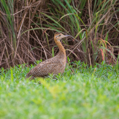 Rhynchotus rufescens