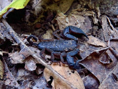 Hormuridae