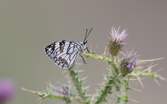Melanargia ines