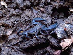 Hormuridae