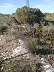 Thamnochortus insignis