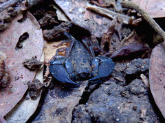 Hormuridae