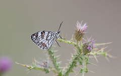 Melanargia ines