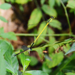 Ceriagrion fallax