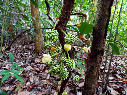 Kadsura scandens (Kadsura scandens)