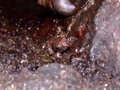 Limnonectes microdiscus