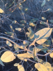Croton californicus