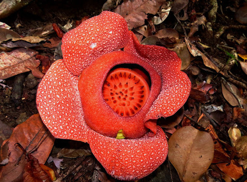 Rafflesia horsfieldii (Rafflesia horsfieldii)
