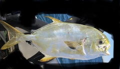 Trachinotus anak