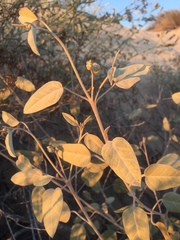Croton californicus