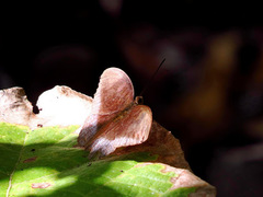 Tanaecia iapis