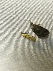 Phtheochroa vitellinana