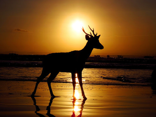 Javan Deer
