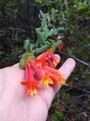 Lonicera pilosa