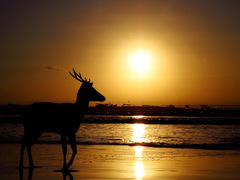 Rusa timorensis