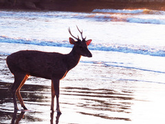 Rusa timorensis