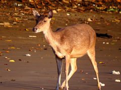 Rusa timorensis
