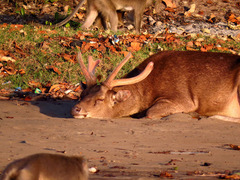Rusa timorensis