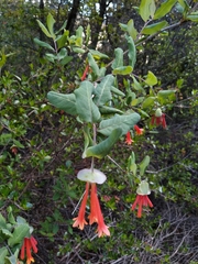 Lonicera pilosa