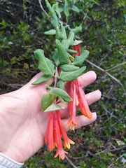 Lonicera pilosa