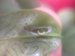 Phyllocnistis citrella