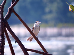 Todiramphus chloris palmeri