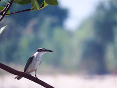 Todiramphus chloris palmeri