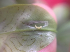 Phyllocnistis citrella