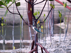 Todiramphus chloris palmeri