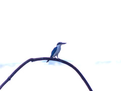 Todiramphus chloris palmeri