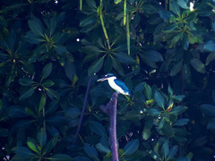 Todiramphus chloris palmeri