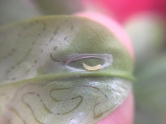 Phyllocnistis citrella