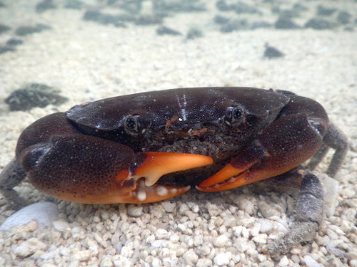 Ozius guttatus