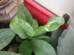 Phyllocnistis citrella