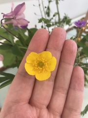 Ranunculus