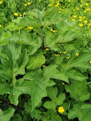 Heracleum sphondylium