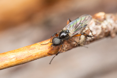 Bibio palliatus