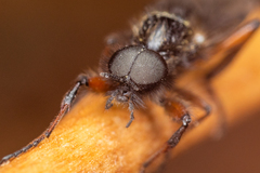 Bibio palliatus