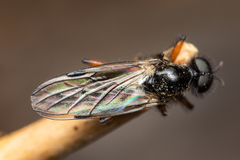 Bibio palliatus