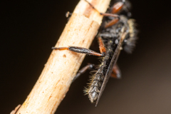 Bibio palliatus