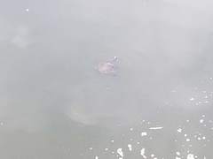 Chrysemys picta picta