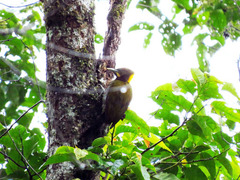 Chrysophlegma flavinucha