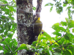 Chrysophlegma flavinucha