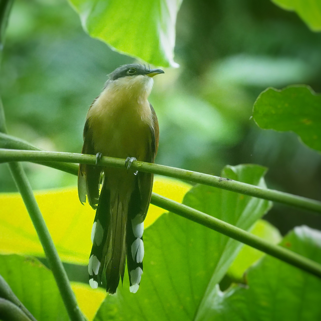 Cocos Cuckoo