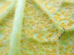 Pucciniastrum symphyti