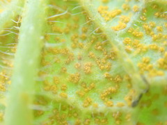 Pucciniastrum symphyti