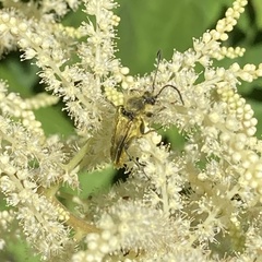 Lepturobosca chrysocoma